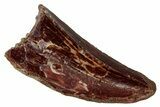 Serrated, Carcharodontosaurus Tooth - Real Dinosaur Tooth #341263-1
